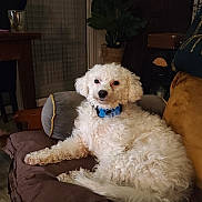 Vanille participe au concours pour gagner de l'argent avec cette photo : dog, white_dog, curly_fur, blue_collar, indoor, cushion, chair, furniture, plant, brown_cushion, relaxed, pet, cozy, living_room, domestic_animal, wooden_table, home_interior, curtains, cabinet, resting