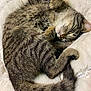 cat, tabby, sleeping, curled_up, fur, whiskers, paws, tail, blanket, soft, cozy, indoor, pet, resting, cute, animal, mammal, feline, peaceful, relaxed