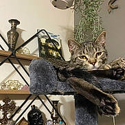Lord Donovan is registered to the contest to win money with this photo: cat, tabby, cat_tree, paws, stretching, indoor, home_decor, shelf, vase, plant, furniture, relaxed, pet, animal, fur, whiskers, ears, claws, cozy, resting