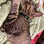 cat, tabby, sleeping, pet, feline, fur, striped, collar, blanket, cozy, resting, animal, whiskers, paw, soft, indoor, cute, relaxed, nap, bed