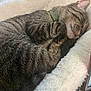 cat, tabby, sleeping, pet, bed, cozy, fur, whiskers, paws, domestic_animal, indoor, resting, cute, animal, feline, collar, striped, fluffy, relaxed, nap