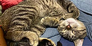 Lord Donovan joined the competition — help win amazing prizes! cat, tabby, sleeping, fur, whiskers, paw, tail, quilt, blue, red, cozy, pet, animal, domestic, feline, cute, relaxed, indoor, resting, closeup