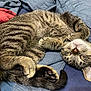 cat, tabby, sleeping, fur, whiskers, paw, tail, quilt, blue, red, cozy, pet, animal, domestic, feline, cute, relaxed, indoor, resting, closeup