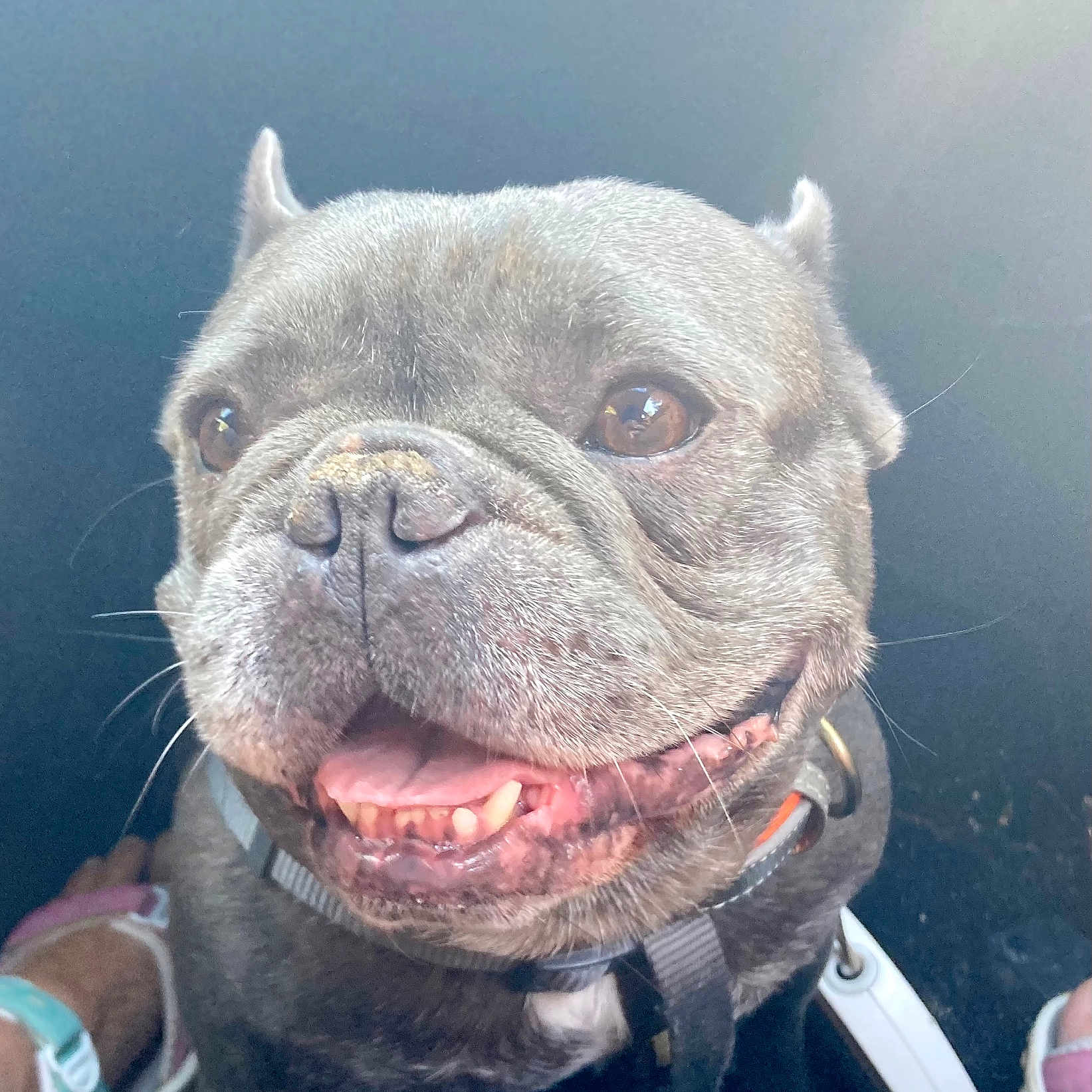 Frenk Bonald participe au concours pour gagner de l'argent avec cette photo : animal, canine, close_up, detail, dog, eyes, face, french_bulldog, fur, happy, harness, indoor, light, nose, pet, portrait, shadow, smiling, teeth, tongue