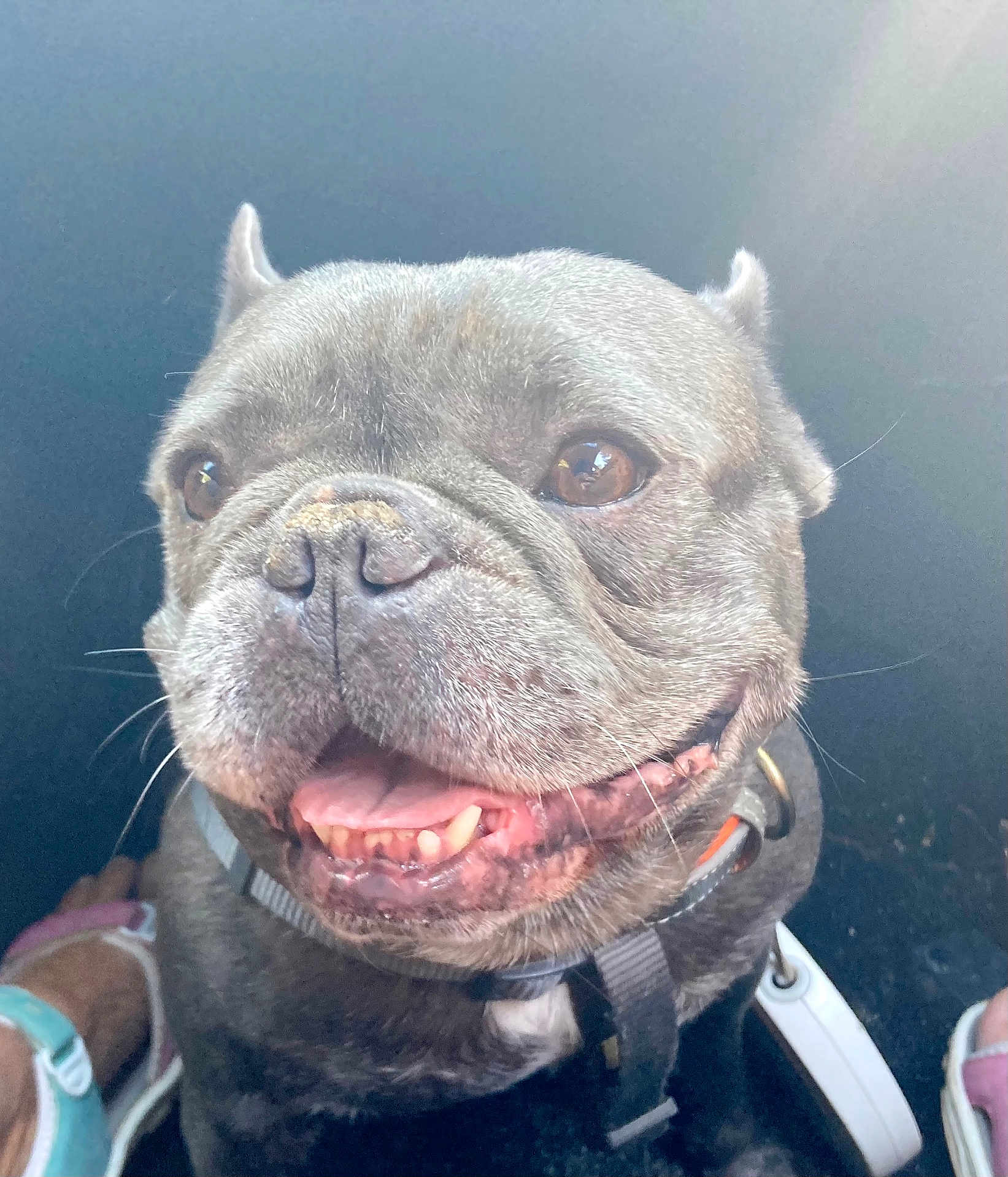 Frenk Bonald participe au concours pour gagner de l'argent avec cette photo : dog, french_bulldog, pet, animal, close_up, smiling, happy, face, fur, eyes, nose, harness, canine, tongue, teeth, indoor, light, shadow, detail, portrait