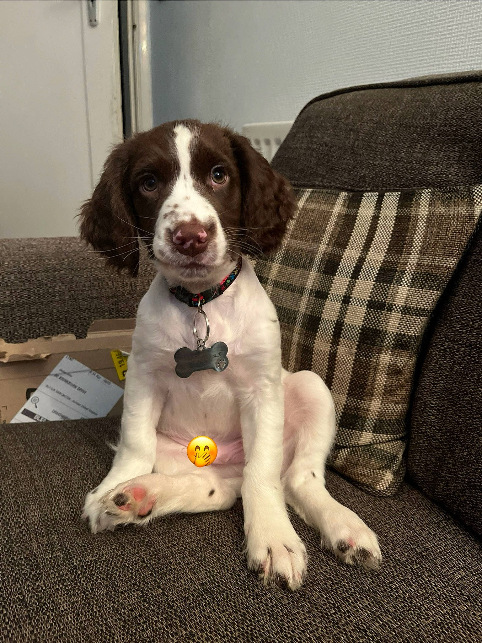 Stevie is registered to the contest to win money with this photo: canidae, carnivore, comfort, companion_dog, couch, dog, dog_breed, flooring, fur, gun_dog, pattern, paw, sitting, snout, sporting_group, working_animal