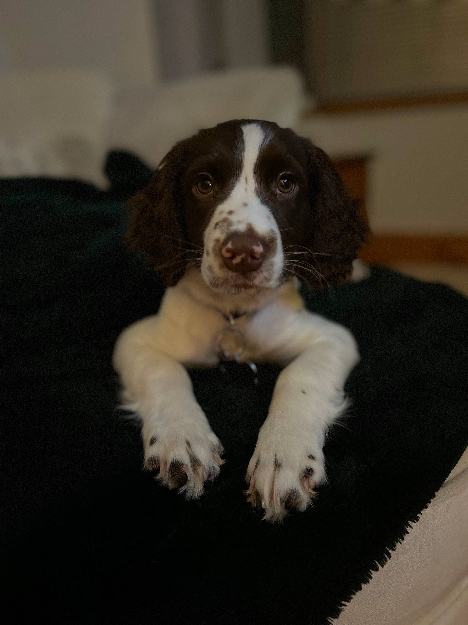 Stevie joined the competition — help win amazing prizes! bored, canidae, carnivore, companion_dog, dog, dog_breed, door, fur, gun_dog, non_sporting_group, recipe, snout, spaniel, sporting_group, terrestrial_animal, whiskers, working_animal