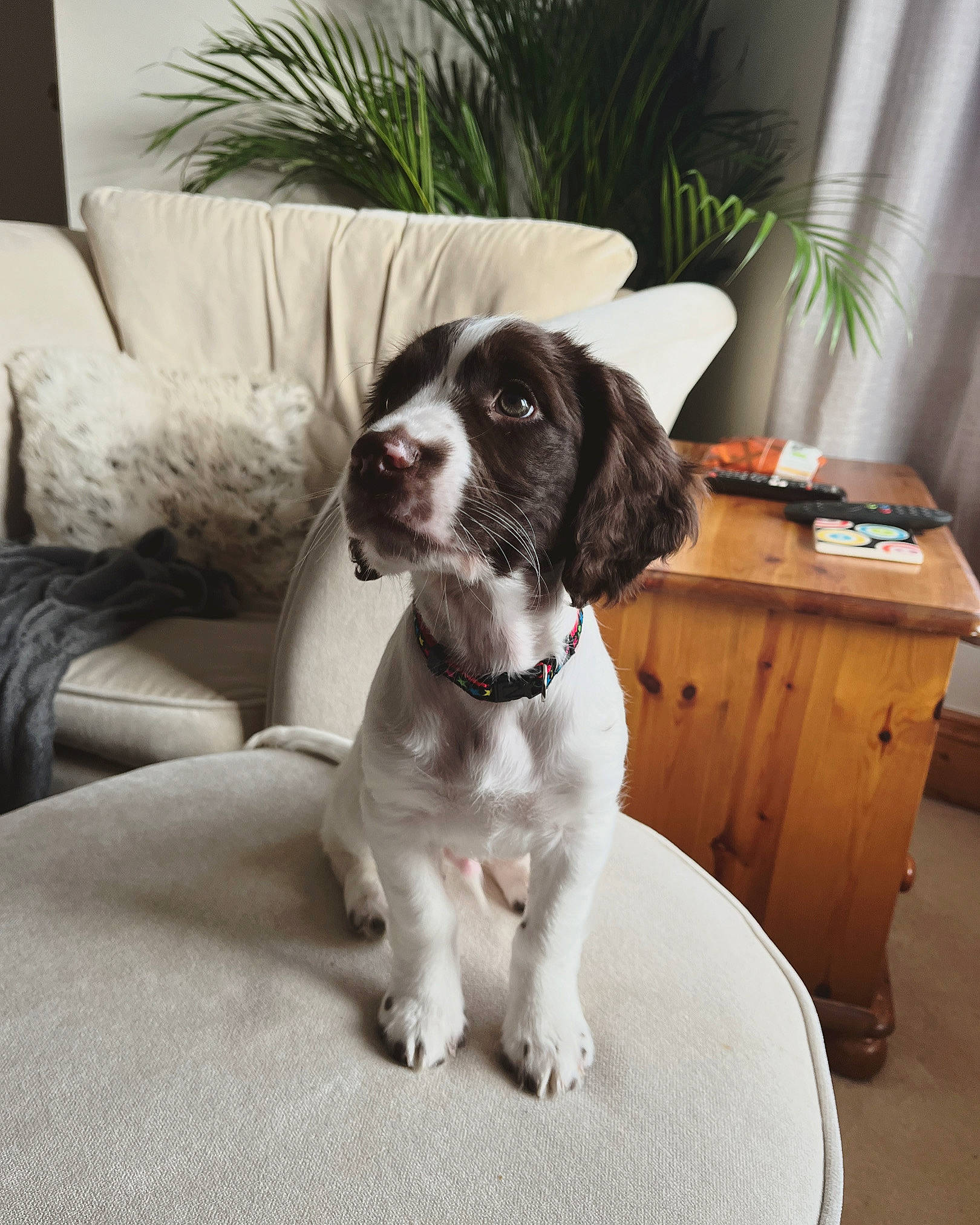 Stevie joined the competition — help win amazing prizes! cabinetry, carnivore, chair, collar, comfort, companion_dog, curtain, dog, dog_breed, dog_collar, door, drawer, fur, gun_dog, houseplant, plant, sporting_group, table, window, working_animal