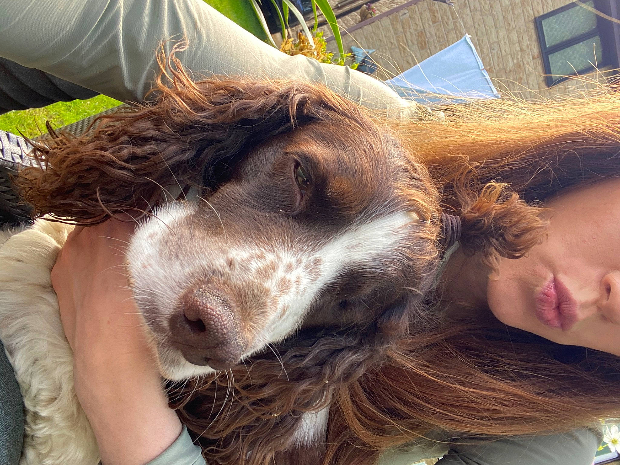 Poppy joined the competition — help win amazing prizes! companion_dog, dog_breed, ear, eyelash, eyewear, fawn, fur, gesture, grass, happy, jaw, liver, livestock, mammal, pack_animal, snout, sporting_group, whiskers, window, working_animal