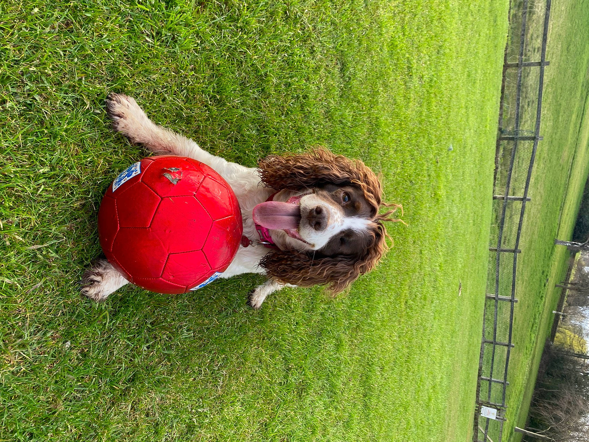 Poppy is registered to the contest to win money with this photo: ball, carnivore, companion_dog, dog, dog_breed, fence, football, grass, groundcover, lawn, people_in_nature, plant, recreation, soccer, soccer_ball, sporting_group, sports_equipment, tail, toy, vertebrate