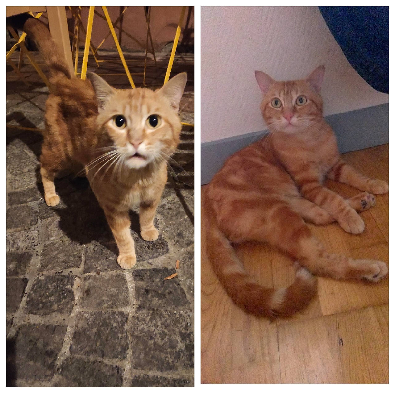 Papouille participe au concours pour gagner de l'argent avec cette photo : beauty, carnivore, cat, domestic_short_haired_cat, fawn, felidae, flooring, fur, gesture, hardwood, internet_meme, paw, photo_caption, rectangle, small_to_medium_sized_cats, snapshot, snout, tail, whiskers, wood