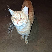 Garfield is registered to the contest to win money with this photo: cat, orange_tabby, feline, pet, animal, green_eyes, whiskers, ears, tail, standing, indoor, floor, flash_photography, close_up, portrait, curious, ginger_fur, short_hair, domestic_cat, looking_at_camera