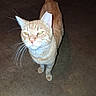 cat, orange_tabby, feline, pet, animal, green_eyes, whiskers, ears, tail, standing, indoor, floor, flash_photography, close_up, portrait, curious, ginger_fur, short_hair, domestic_cat, looking_at_camera