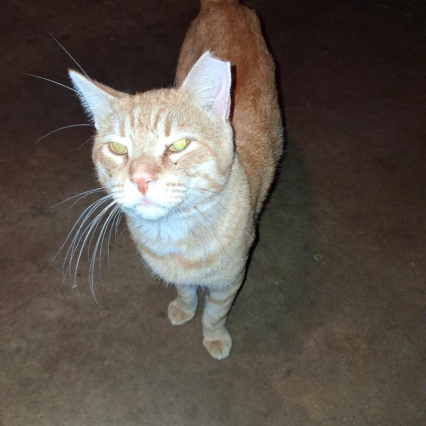 Garfield is registered to the contest to win money with this photo: cat, orange_tabby, feline, pet, animal, green_eyes, whiskers, ears, tail, standing, indoor, floor, flash_photography, close_up, portrait, curious, ginger_fur, short_hair, domestic_cat, looking_at_camera
