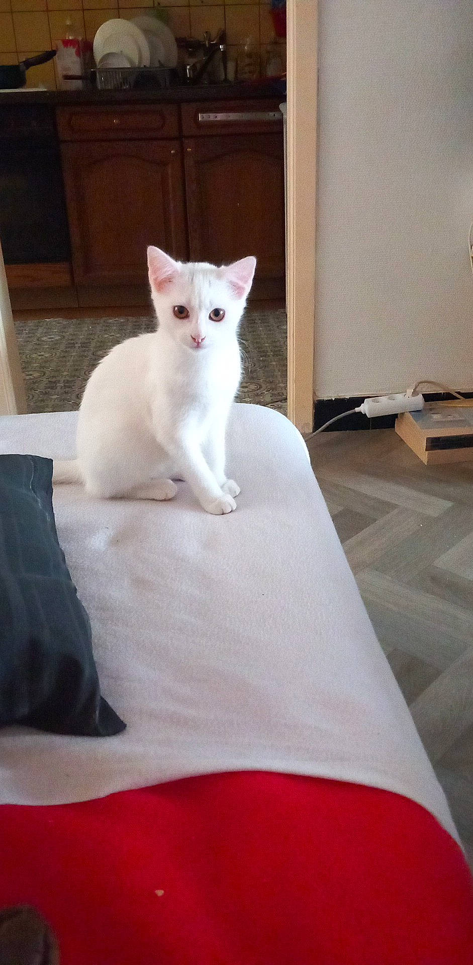 Laly participe au concours pour gagner de l'argent avec cette photo : carnivore, cat, comfort, domestic_short_haired_cat, felidae, flooring, fur, linens, sitting, small_to_medium_sized_cats, tail, whiskers