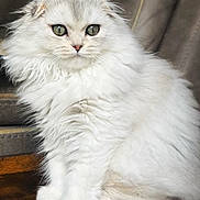 Lola is registered to the contest to win money with this photo: animal, cat, chair, closeup, companion, cute, domestic_cat, feline, fluffy, fur_texture, green_eyes, indoors, paws, pet, portrait, sitting, soft_fur, whiskers, white_fur, wooden_surface