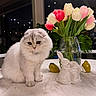 Lola joined the competition — help win amazing prizes! cat, ceramic_bunny, close_up, cute, decor, evening, flowers, fluffy_cat, indoor, lemons, marble_table, pet, plant, portrait, sitting, still_life, tulips, vase, white_cat, window_reflection