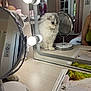 cat, fluffy, mirror, reflection, vanity, light_bulbs, table, indoor, decor, love_sign, curious, white, gray, feline, pet, calm, contemplative, house, window, person_partial