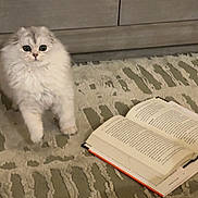 Lola joined the competition — help win amazing prizes! kitten, cat, fluffy, carpet, open_book, curious, indoor, pet, feline, gray, white, small, cute, animal, domestic, young, reading, floor, furniture, cabinet