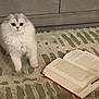 kitten, cat, fluffy, carpet, open_book, curious, indoor, pet, feline, gray, white, small, cute, animal, domestic, young, reading, floor, furniture, cabinet