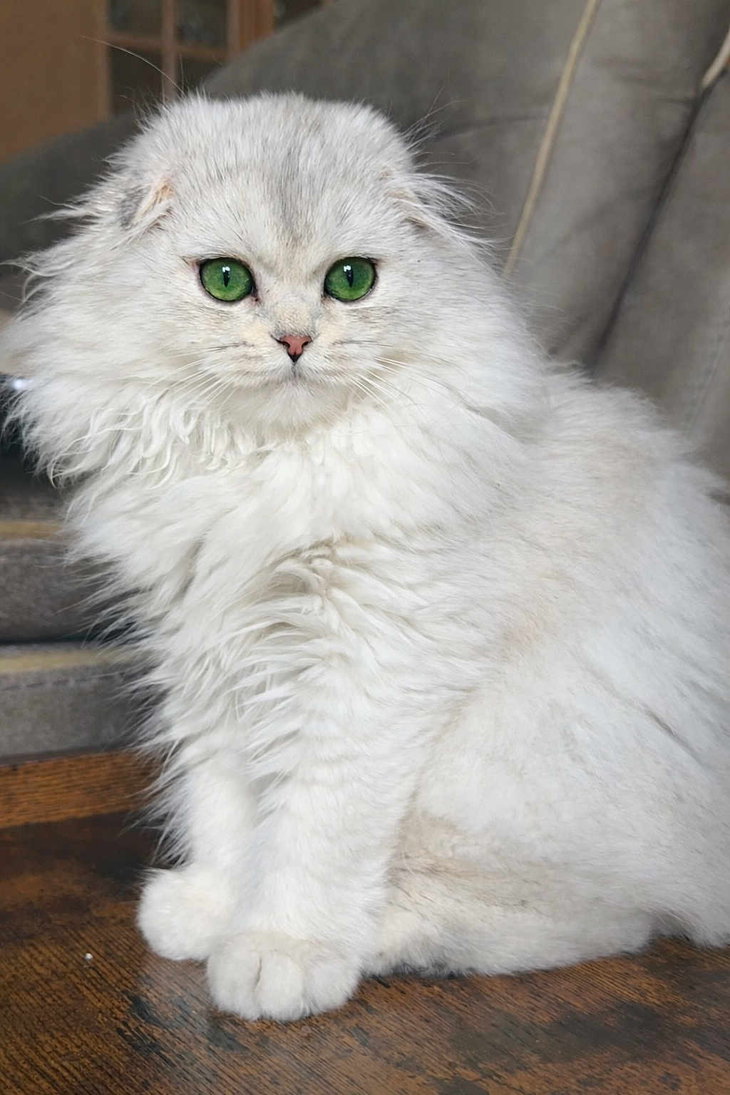 Lola joined the competition — help win amazing prizes! cat, white_cat, green_eyes, fluffy, pet, indoor, feline, sitting, closeup, fur, animal, domestic_animal, cute, portrait, wooden_floor, chair, household, cozy, calm, soft