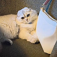 Lola is registered to the contest to win money with this photo: accessory, bag, carpet, cat, close_up, couch, cute, domestic, eyes, feline, fluffy, indoor, lying_down, paws, pet, portrait, purse, relaxed, sofa, white_cat