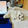Lola joined the competition — help win amazing prizes! cat, fluffy_cat, laptop, table, marble_table, indoor, kitchen, chair, gatorade_bottle, computer, pet, curious, white_cat, fur, relaxed, home, technology, keyboard, domestic_animal, cute