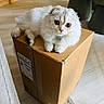 box_lover, cardboard_box, cat, closeup, curious, cute, feline, floor, fluffy_cat, home_interior, indoor, paws, pet, portrait, rug, sitting, whiskers, white_cat, wide_eyes, wooden_cabinet