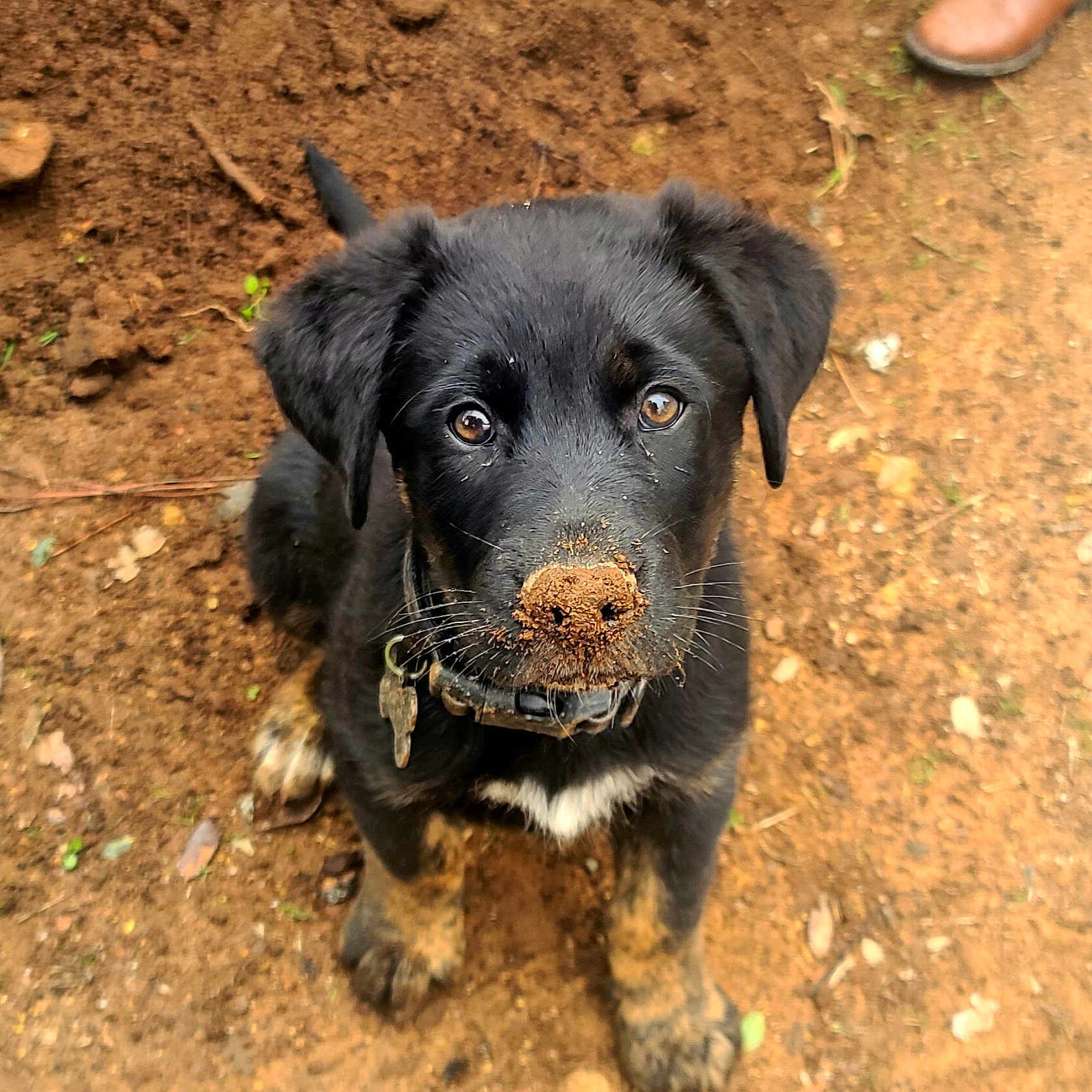 Maverick joined the competition — help win amazing prizes! animal, black_dog, boot, brown_eyes, canine, collar, cute, dirt, dog, ears, front_paws, ground, looking_up, muddy, outdoor, pet, puppy, sitting, soil, young_dog