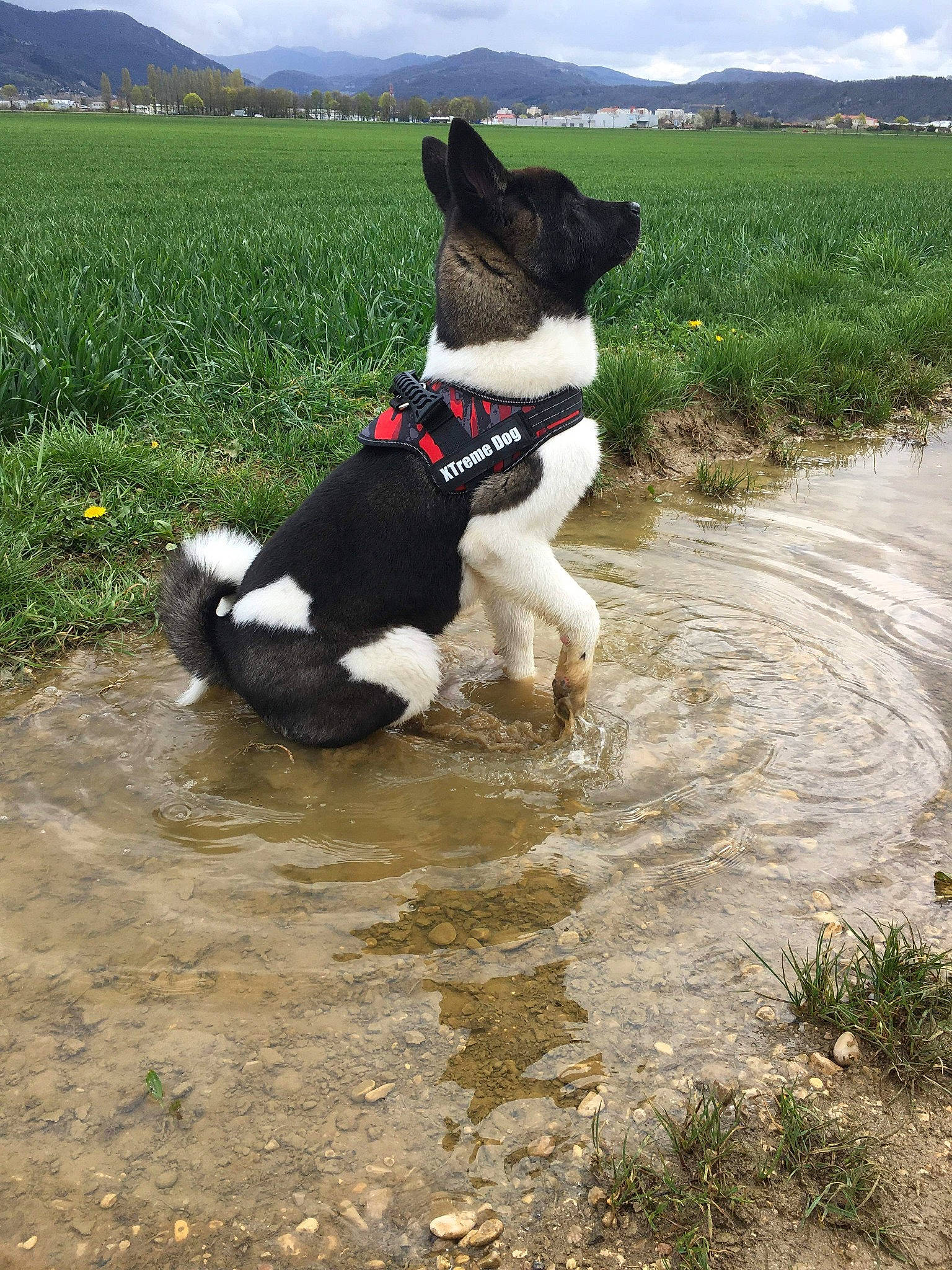 Akita participe au concours pour gagner de l'argent avec cette photo : adventure, canidae, carnivore, dog, dog_breed, hunting_dog, karelian_bear_dog, mammal, mcnab, rat_terrier, smooth_fox_terrier, sporting_group, stabyhoun, tail, terrier, toy_fox_terrier, vertebrate