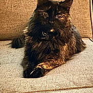 Alice joined the competition — help win amazing prizes! cat, tortoiseshell, pet, feline, fluffy, lounging, couch, indoor, relaxed, animal, fur, whiskers, ears, paws, collar, name_tag, home, cozy, portrait, sitting