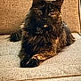 cat, tortoiseshell, pet, feline, fluffy, lounging, couch, indoor, relaxed, animal, fur, whiskers, ears, paws, collar, name_tag, home, cozy, portrait, sitting