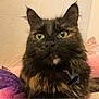 Alice joined the competition — help win amazing prizes! cat, tortoiseshell, green_eyes, fluffy, pet, indoor, cozy, blanket, purple_blanket, pink_blanket, fur, whiskers, closeup, cute, domestic_cat, animal, relaxed, portrait, feline, resting