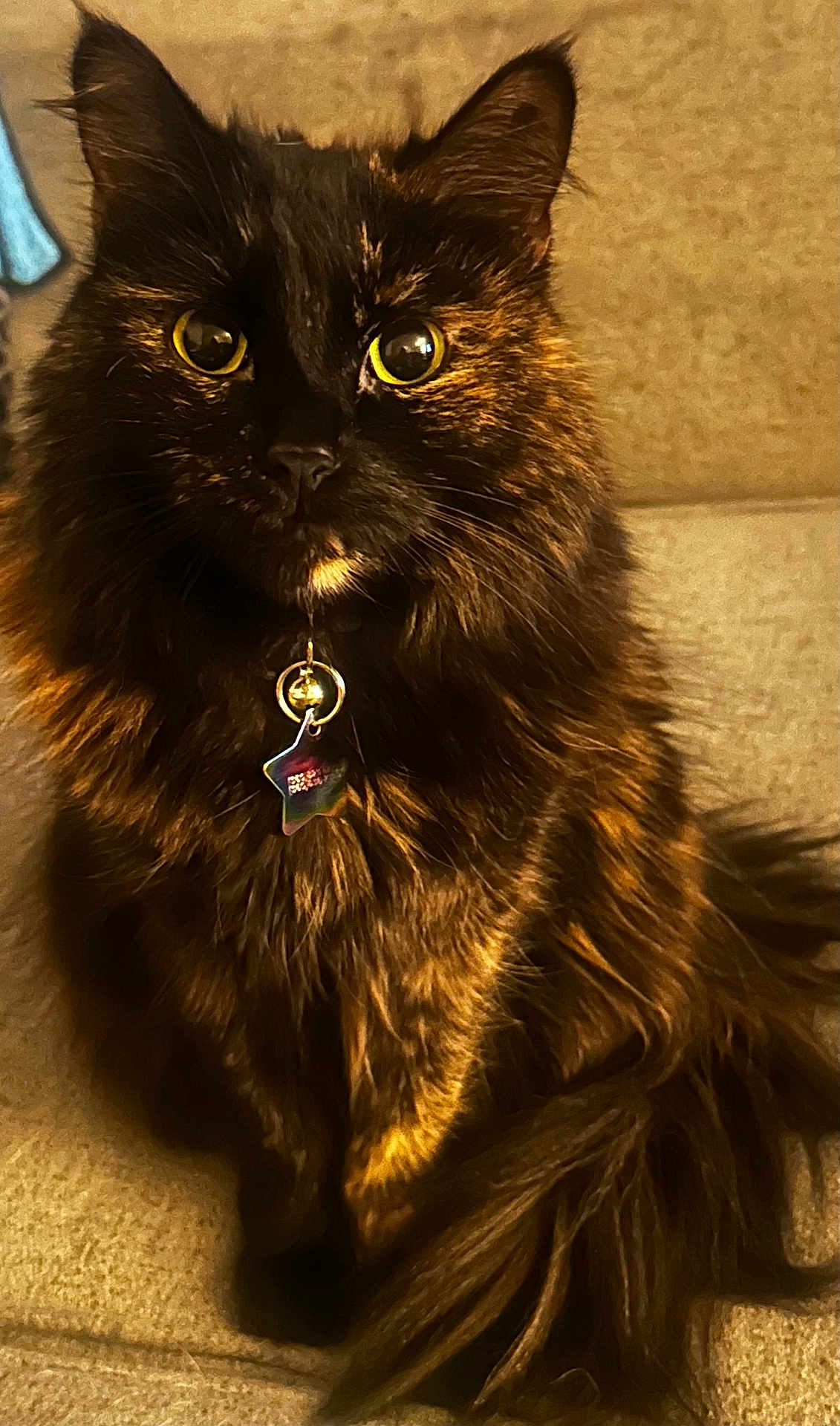 Alice joined the competition — help win amazing prizes! cat, tortoiseshell, fluffy_fur, yellow_eyes, collar, star_tag, pet, feline, indoor, curious, closeup, portrait, sitting, whiskers, animal, domestic, cute, furry, companion, relaxed