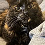 Alice joined the competition — help win amazing prizes! cat, tortoiseshell, fluffy, closeup, pet, collar, bell, animal, feline, fur, whiskers, ears, eyes, paws, indoor, cute, relaxed, soft, resting, cozy
