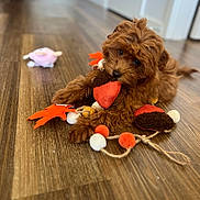 Caramel is registered to the contest to win money with this photo: puppy, dog, toy, floor, wooden_floor, brown, cute, pet, indoor, playing, animal, small_dog, fluffy, chewing, laying_down, house, home, domestic_animal, close_up, young_dog
