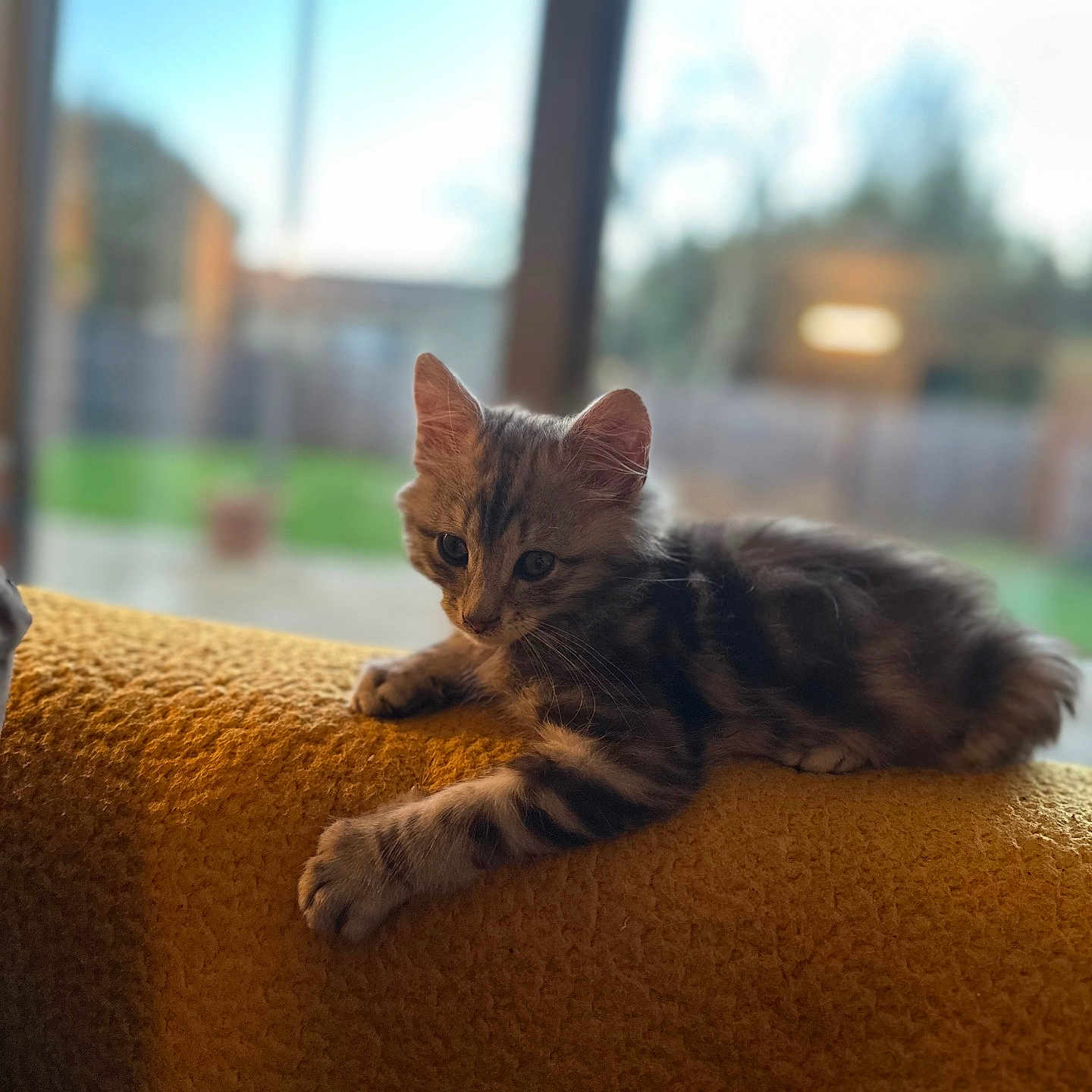 Yoda a rejoint le concours — aidez-le/la à gagner de superbes lots ! abyssinian, animal, architecture, armchair, blanket, cat, chair, couch, cushion, furniture, hardwood, homedecor, indoors, kitten, manx, person, pet, siamese, sleeping, wood