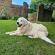 Hash participe au concours pour gagner de l'argent avec cette photo : dog, white_dog, grass, garden, stone_wall, tree, greenery, outdoor, nature, canine, pet, summer, sunny, relaxed, happy, animal, fur, lawn, flora, daylight