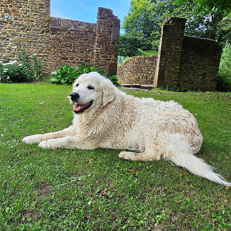Hash participe au concours pour gagner de l'argent avec cette photo : animal, canine, daylight, dog, flora, fur, garden, grass, greenery, happy, lawn, nature, outdoor, pet, relaxed, stone_wall, summer, sunny, tree, white_dog