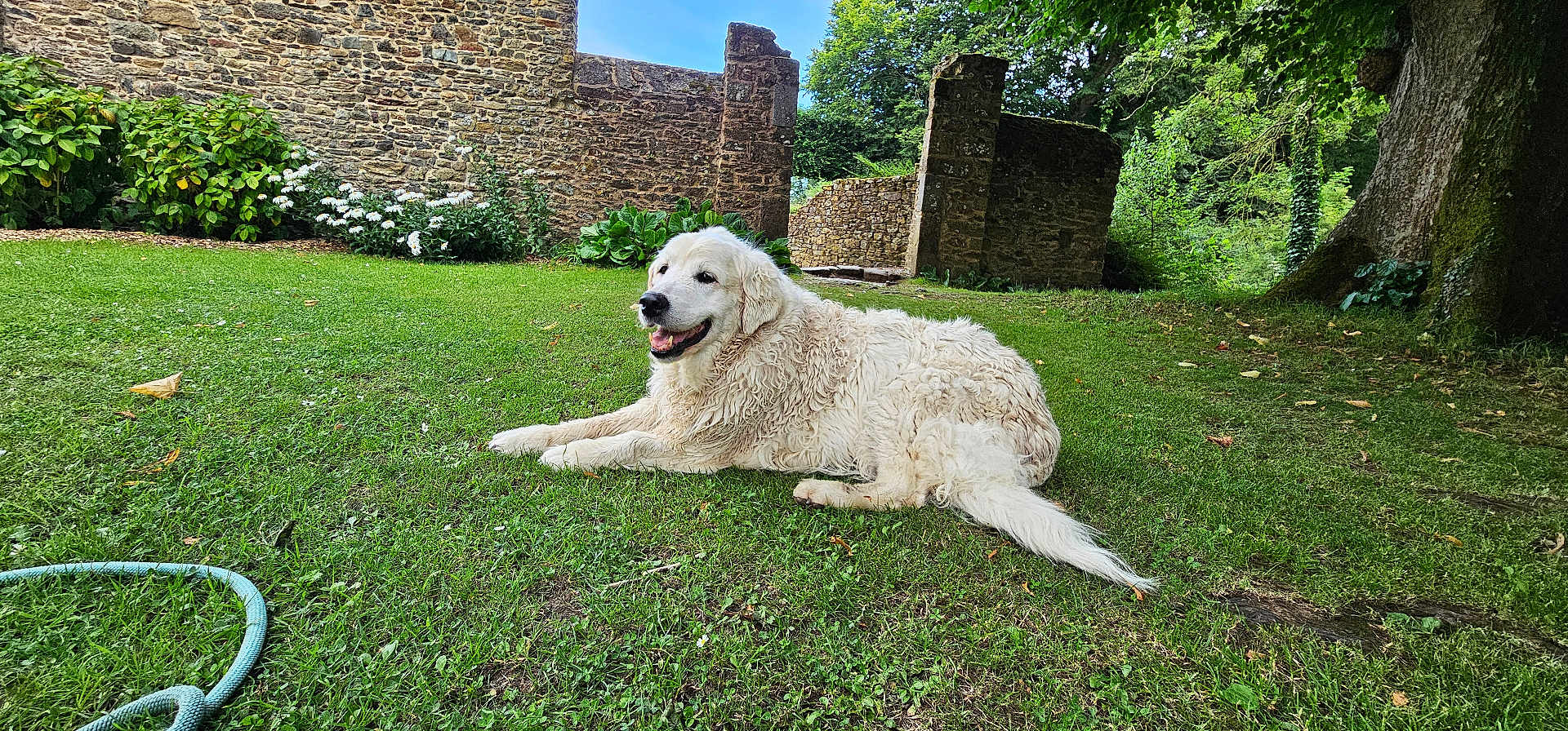 Hash participe au concours pour gagner de l'argent avec cette photo : dog, white_dog, grass, garden, stone_wall, tree, greenery, outdoor, nature, canine, pet, summer, sunny, relaxed, happy, animal, fur, lawn, flora, daylight