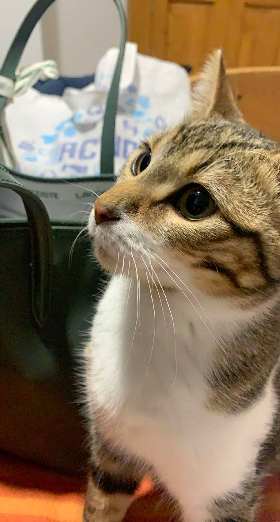 Azur participe au concours pour gagner de l'argent avec cette photo : carnivore, cat, domestic_short_haired_cat, eye, felidae, fur, grass, small_to_medium_sized_cats, snout, terrestrial_animal, whiskers, window, windshield