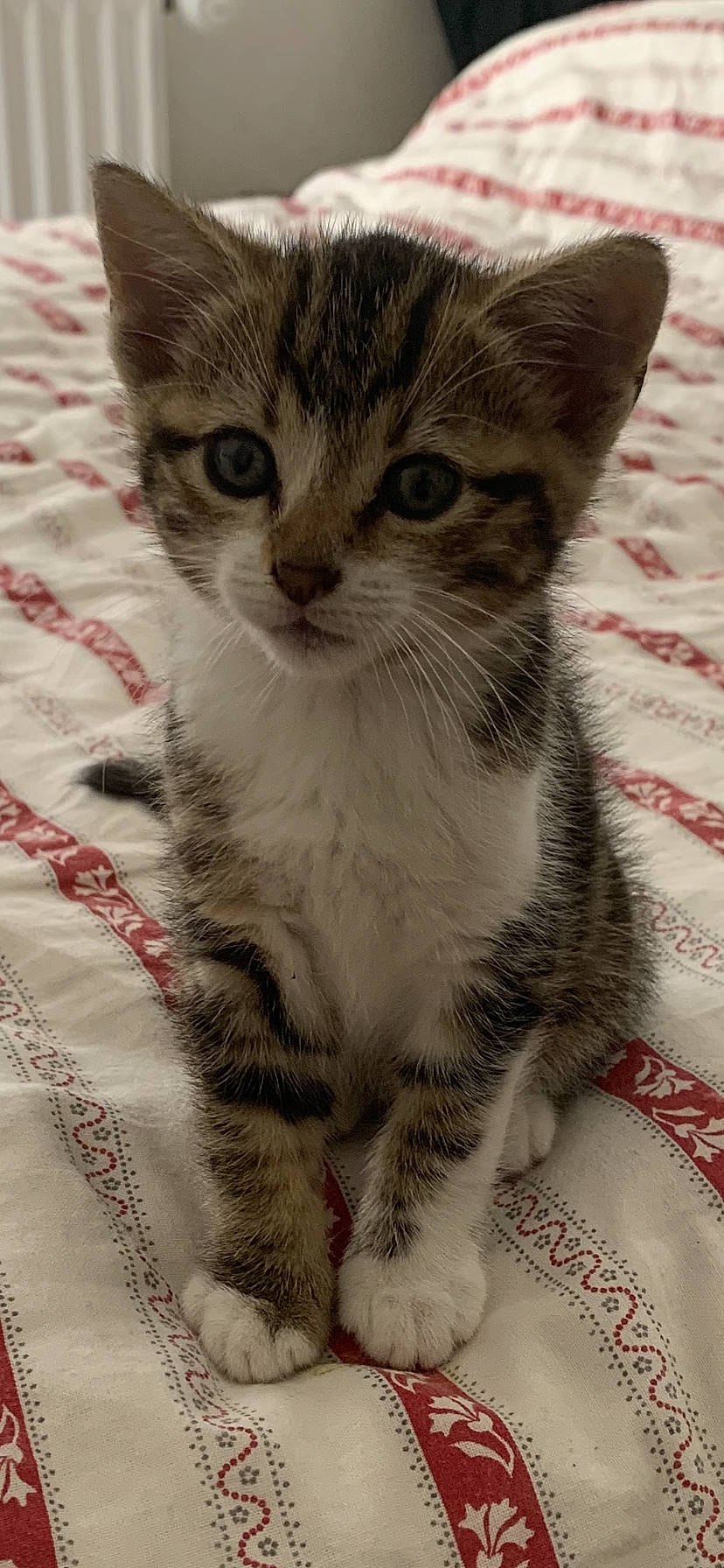 Azur participe au concours pour gagner de l'argent avec cette photo : carnivore, cat, claw, domestic_short_haired_cat, eye, felidae, foot, fur, paw, sitting, small_to_medium_sized_cats, snout, tail, terrestrial_animal, whiskers