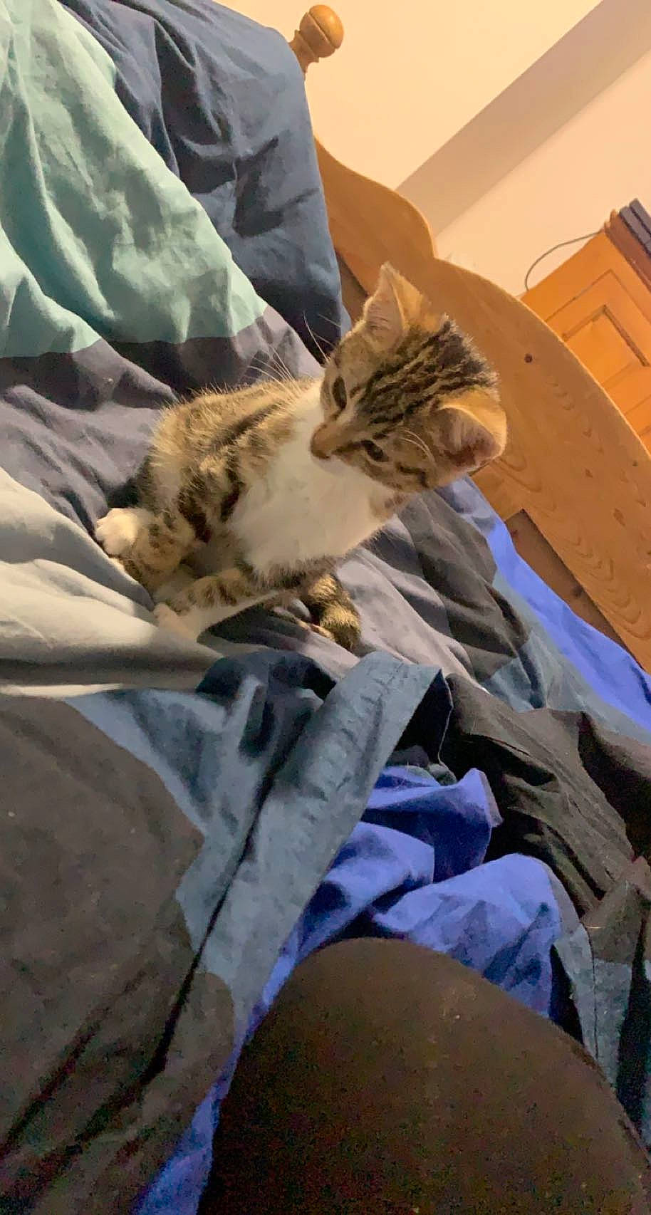 Azur a rejoint le concours — aidez-le/la à gagner de superbes lots ! bed, bed_sheet, bedding, carnivore, cat, claw, comfort, domestic_short_haired_cat, felidae, fur, linens, nap, room, small_to_medium_sized_cats, textile, whiskers, wood