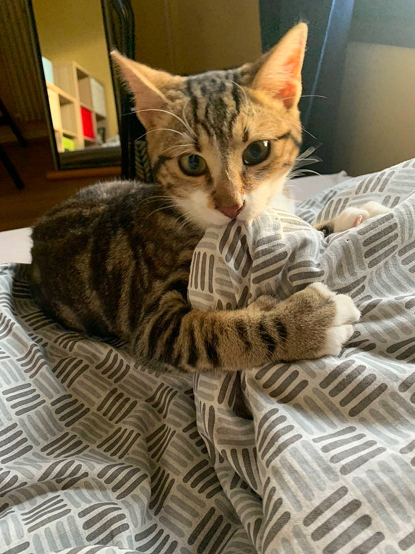 Azur a rejoint le concours — aidez-le/la à gagner de superbes lots ! bed, carnivore, cat, cat_supply, claw, comfort, domestic_short_haired_cat, fawn, felidae, foot, fur, linens, pattern, paw, sitting, small_to_medium_sized_cats, snout, tail, terrestrial_animal, whiskers