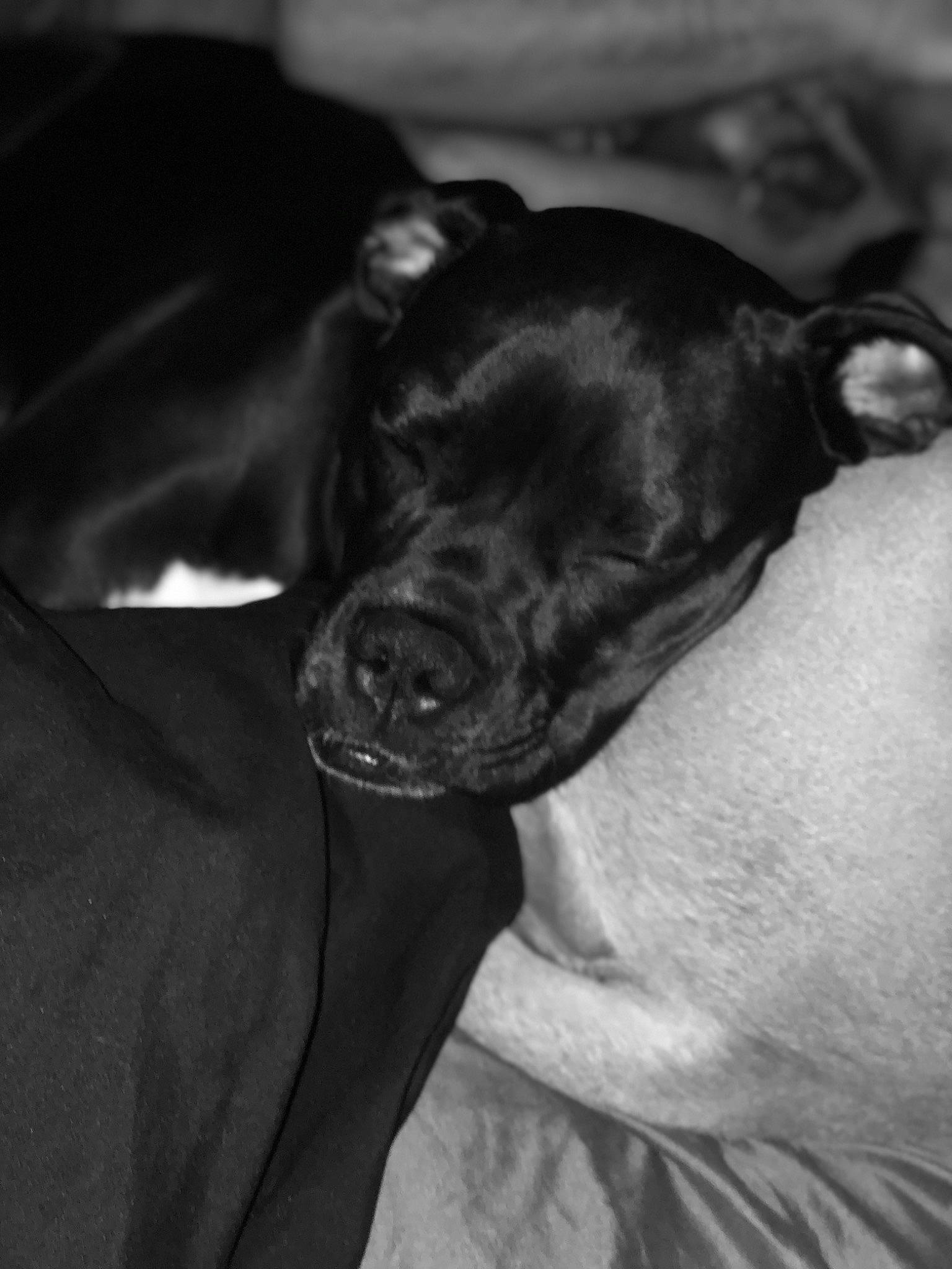 Luna joined the competition — help win amazing prizes! borador, canidae, carnivore, comfort, companion_dog, darkness, dog, dog_breed, ear, fawn, gesture, grey, monochrome, monochrome_photography, snout, sporting_group, style, whiskers, working_animal, wrinkle