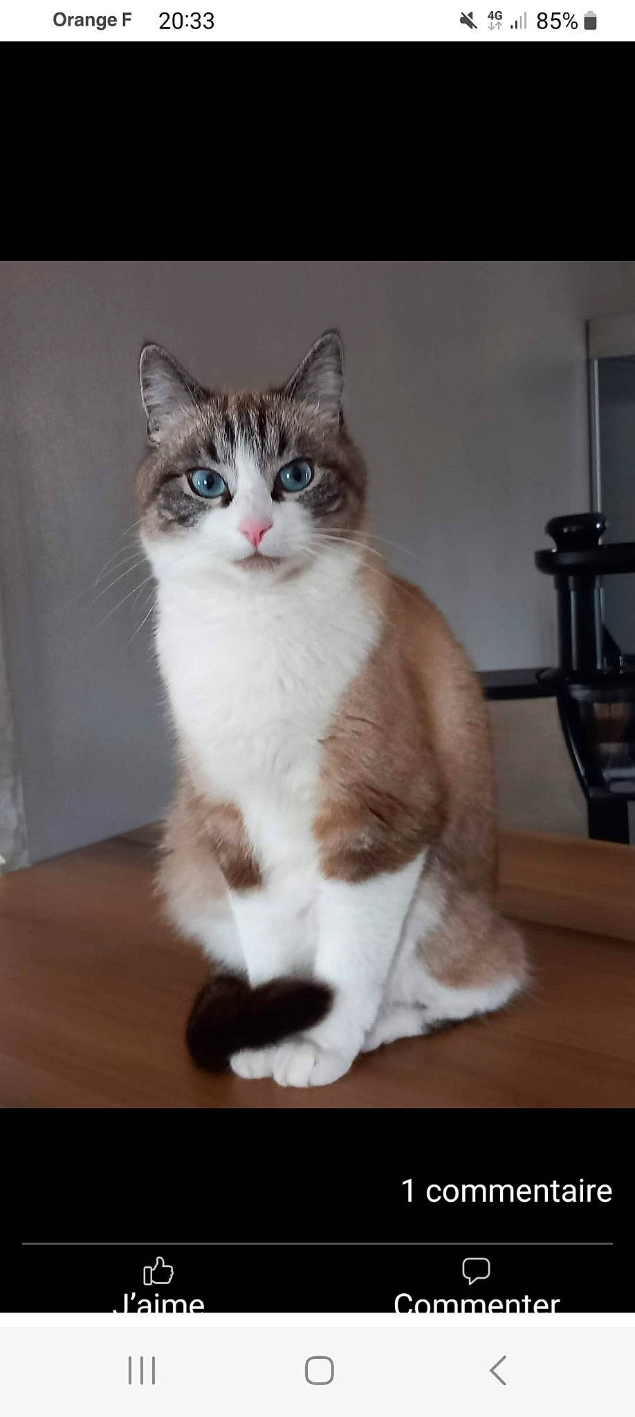 Luma a rejoint le concours — aidez-le/la à gagner de superbes lots ! carnivore, cat, claw, domestic_short_haired_cat, door, felidae, flooring, foot, fur, hardwood, paw, sitting, small_to_medium_sized_cats, snout, tail, whiskers, window