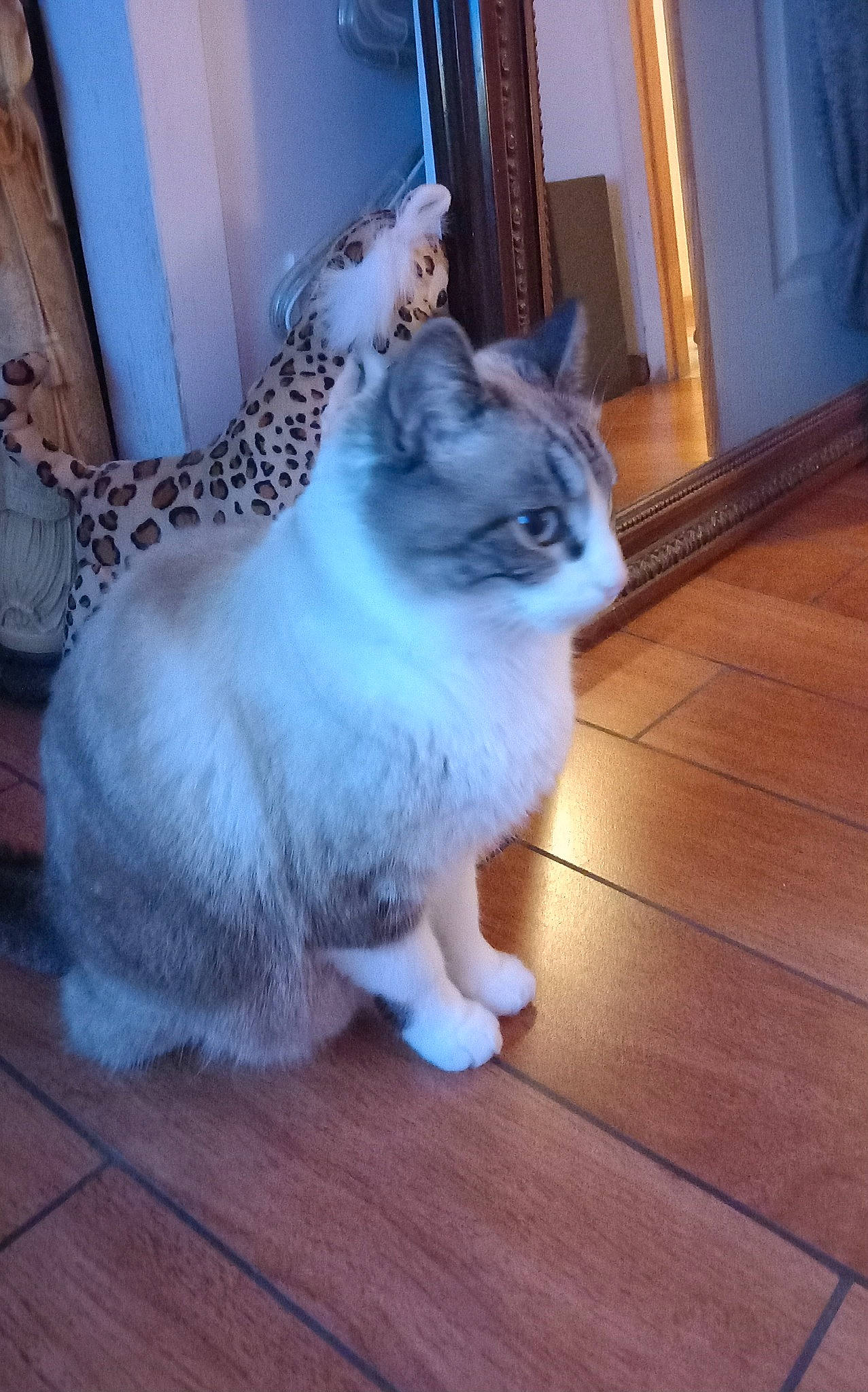 Luma a rejoint le concours — aidez-le/la à gagner de superbes lots ! carnivore, cat, comfort, door, fawn, felidae, floor, flooring, grey, hardwood, laminate_flooring, mammal, small_to_medium_sized_cats, snout, tail, whiskers, window, wood, wood_flooring, wood_stain