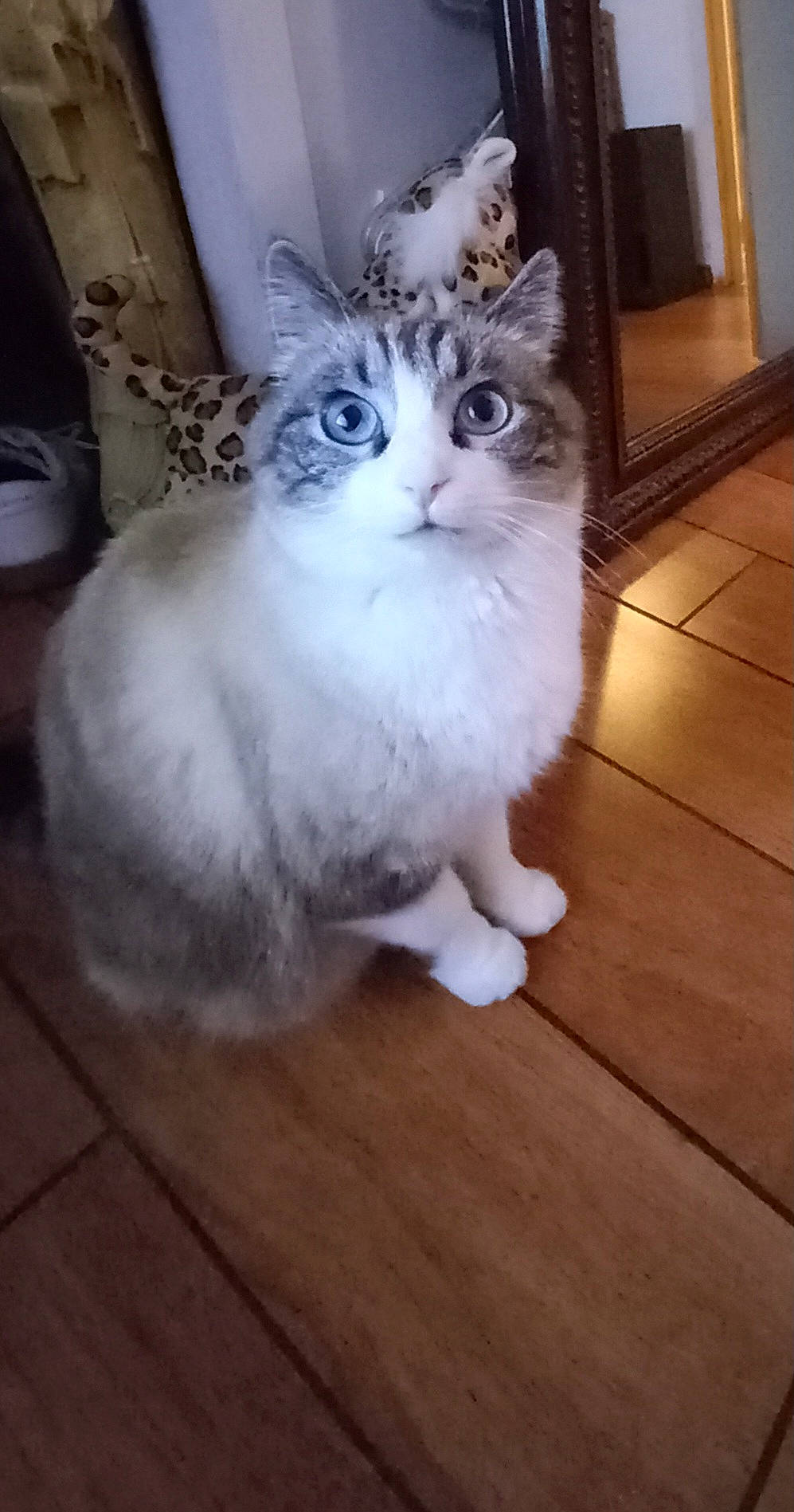 Luma a rejoint le concours — aidez-le/la à gagner de superbes lots ! carnivore, cat, domestic_short_haired_cat, door, fawn, felidae, flooring, fur, hardwood, laminate_flooring, paw, small_to_medium_sized_cats, snout, tail, varnish, whiskers, window, wood, wood_flooring, wood_stain