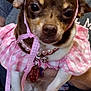 big_eyes, bow, brown, chihuahua, close_up, collar, costume, cute, dog, dress, gingham, hands, indoor, pearls, pet, pet_owner, pink, portrait, small_dog, tag