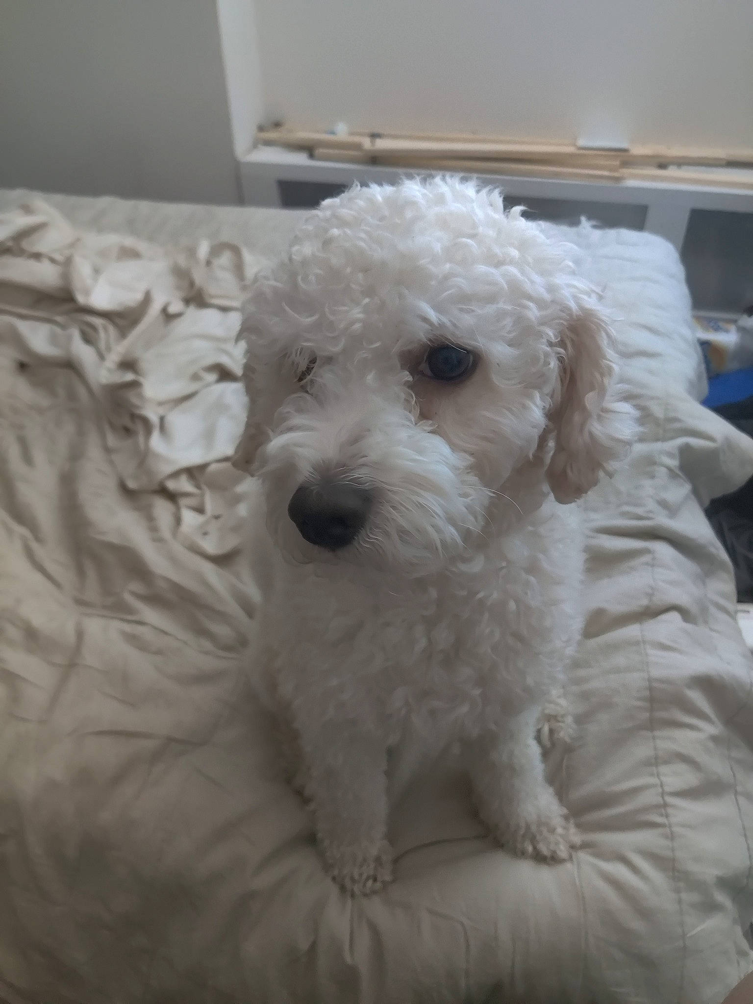 Cinnamon joined the competition — help win amazing prizes! bichon, canidae, carnivore, companion_dog, dog, dog_breed, labradoodle, maltepoo, non_sporting_group, poodle, poodle_crossbreed, puppy, small_terrier, snout, sporting_group, terrier, toy_dog, water_dog, working_animal